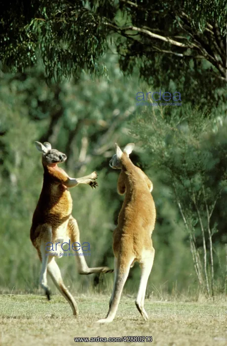 : Red kangaroo - fighting : Red kangaroo - fighting