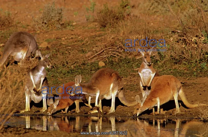 : Red Kangaroo - Group drinking at pool : Red Kangaroo - Group drinking at pool