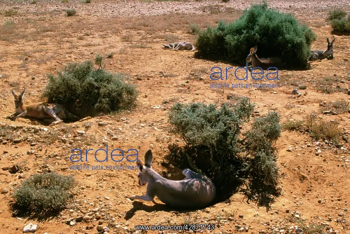 : Red Kangaroo - Group sleeping in shade during the : Red Kangaroo - Group sleeping in shade during the