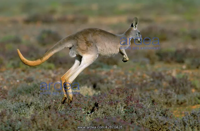 : Red Kangaroo - hopping : Red Kangaroo - hopping