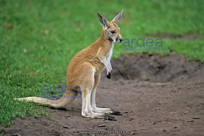 : Red Kangaroo - joey : Red Kangaroo - joey