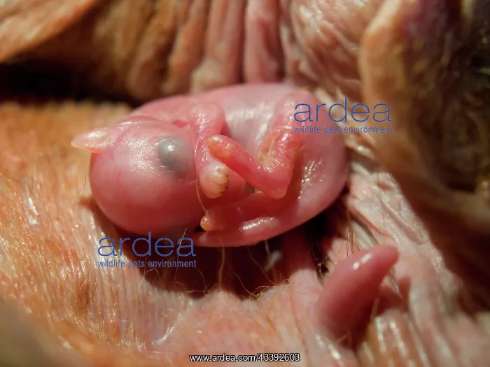 : Red Kangaroo joey in pouch - approx one week old : Red Kangaroo joey in pouch - approx one week old