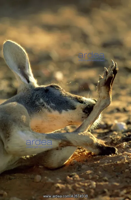 : Red Kangaroo - Licking forearm to cool down (by evaporation) : Red Kangaroo - Licking forearm to cool down (by evaporation)