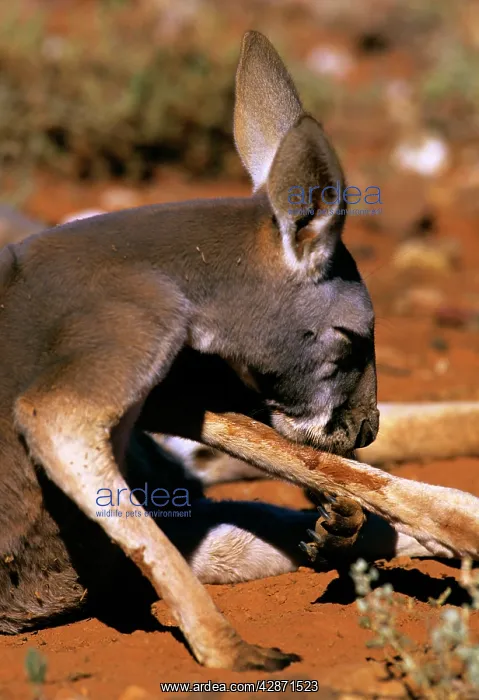 : Red Kangaroo - Licking leg to cool down (by evaporation) : Red Kangaroo - Licking leg to cool down (by evaporation)