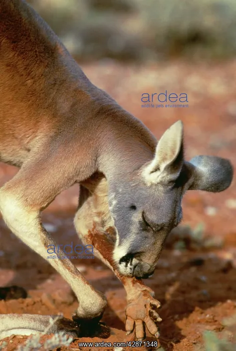 : RED KANGAROO - licks forearms to cool down (evaporation) : RED KANGAROO - licks forearms to cool down (evaporation)