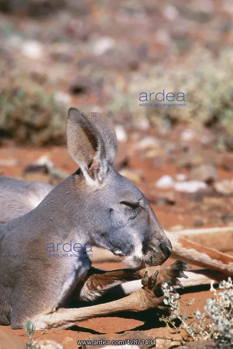 : RED KANGAROO - licks forearms to cool down (evaporation) : RED KANGAROO - licks forearms to cool down (evaporation)
