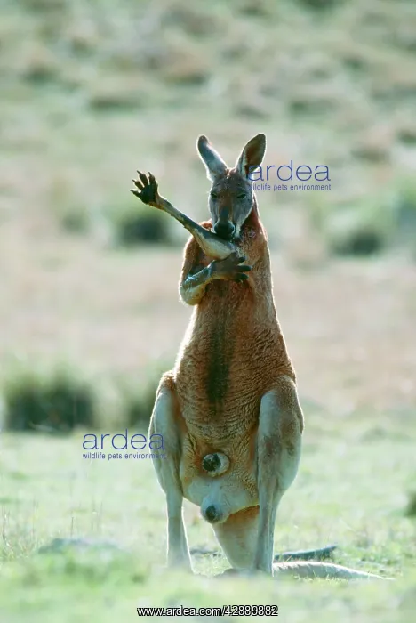 : RED KANGAROO - licks forearms to cool down (evaporation) : RED KANGAROO - licks forearms to cool down (evaporation)