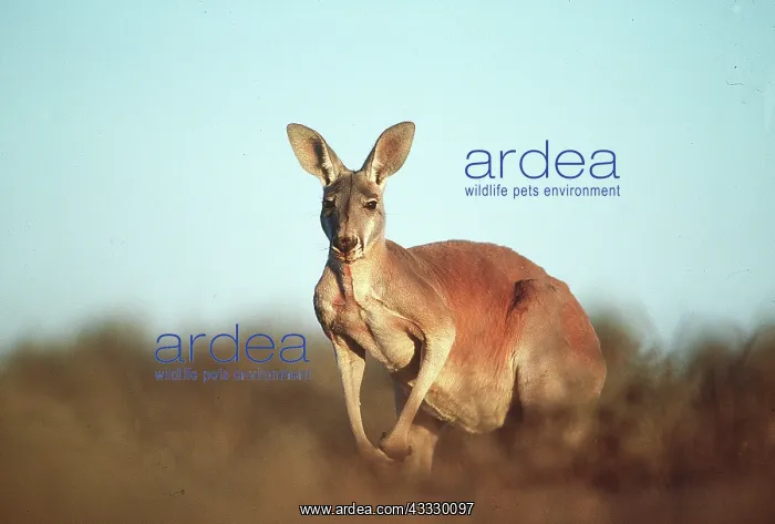 : RED KANGAROO - looking at camera : RED KANGAROO - looking at camera