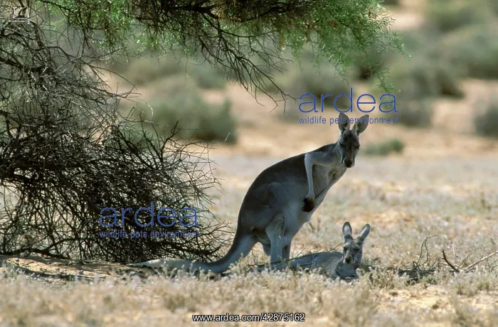 : Red Kangaroo Lying down in shade : Red Kangaroo Lying down in shade