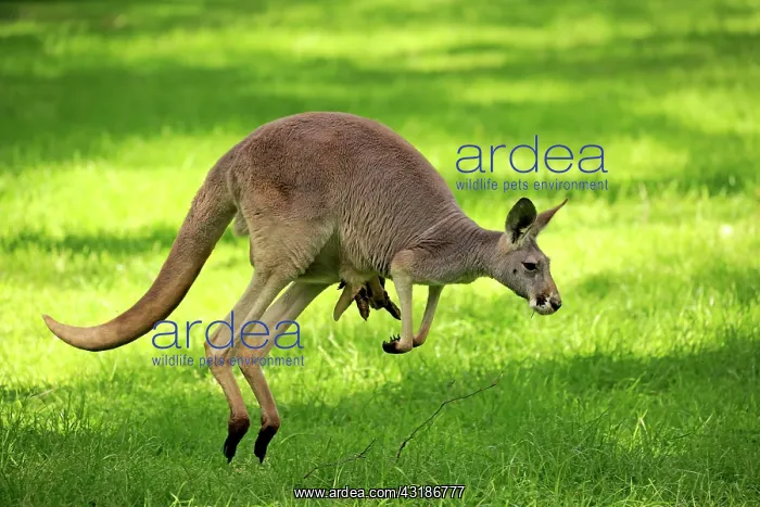 : Red kangaroo (Macropus rufus), adult female with : Red kangaroo (Macropus rufus), adult female with
