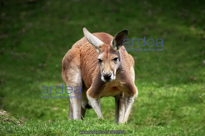 : Red Kangaroo (macropus rufus), Adult standing on Grass : Red Kangaroo (macropus rufus), Adult standing on Grass