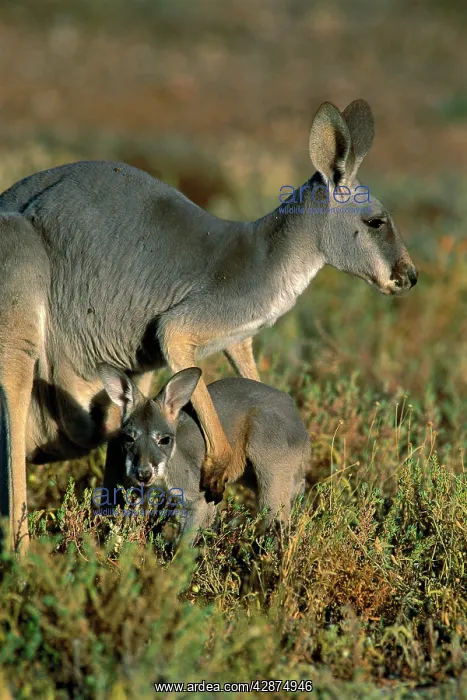 : Red Kangaroo (Macropus rufus) female and joey : Red Kangaroo (Macropus rufus) female and joey