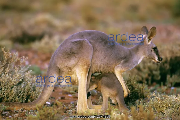 : Red Kangaroo (Macropus rufus) female with joey : Red Kangaroo (Macropus rufus) female with joey