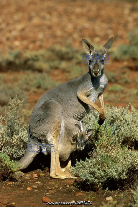: Red Kangaroo (Macropus rufus) female with joey in pouch : Red Kangaroo (Macropus rufus) female with joey in pouch