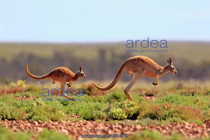 : Red Kangaroo (Macropus rufus) jumping adult female : Red Kangaroo (Macropus rufus) jumping adult female