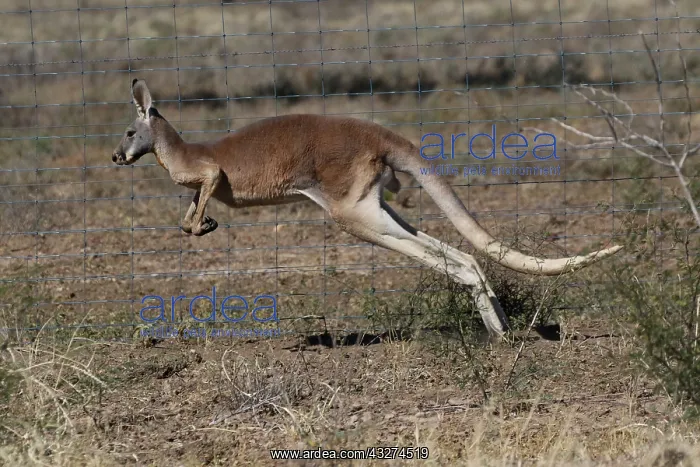  : Red Kangaroo male
