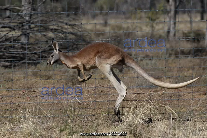 : Red Kangaroo male