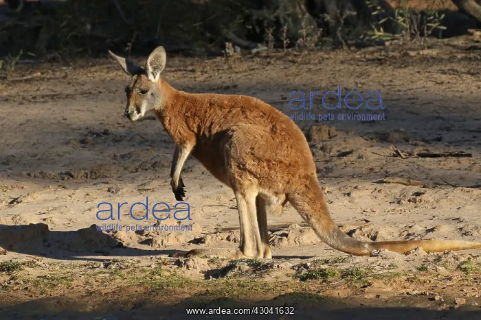  : Red Kangaroo male Red Kangaroo male