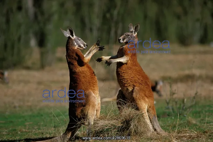 : Red Kangaroo - Males fighting : Red Kangaroo - Males fighting
