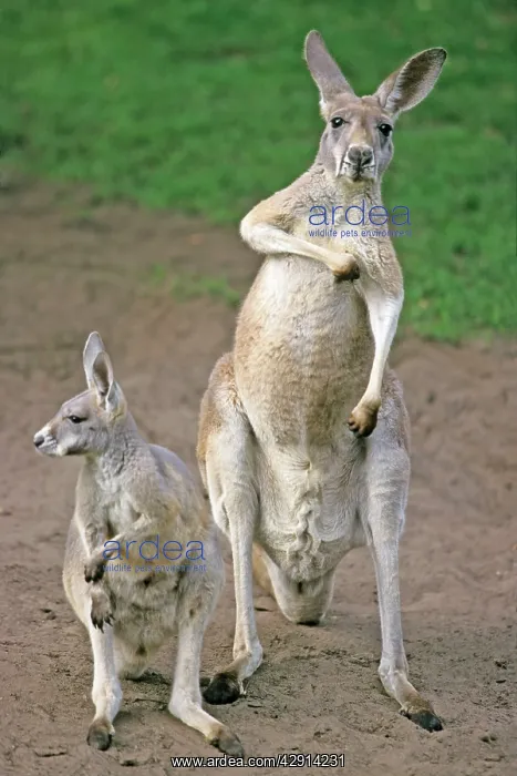 : Red Kangaroo - mother with joey : Red Kangaroo - mother with joey