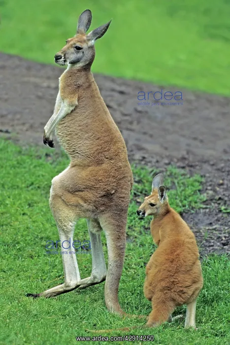 : Red Kangaroo - mother with joey : Red Kangaroo - mother with joey