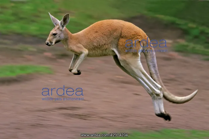 : Red Kangaroo - in motion, leaping : Red Kangaroo - in motion, leaping