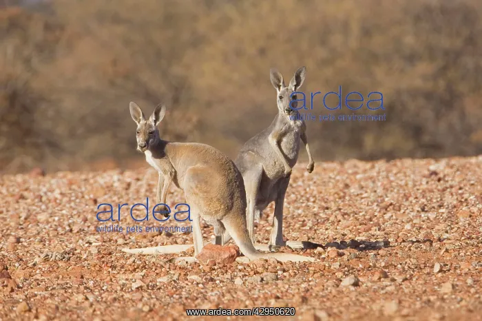 : Red Kangaroo - Pair - Male is red and female blue : Red Kangaroo - Pair - Male is red and female blue
