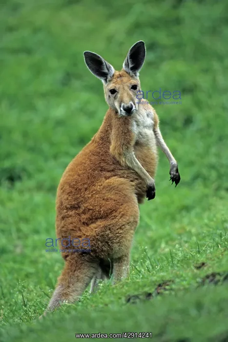 : Red Kangaroo - portrait of joey : Red Kangaroo - portrait of joey