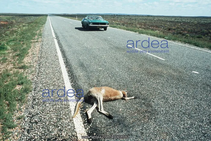 : RED KANGAROO - road casualty : RED KANGAROO - road casualty