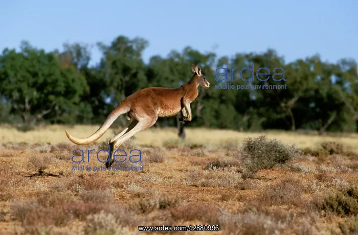 : Red kangaroo - running : Red kangaroo - running