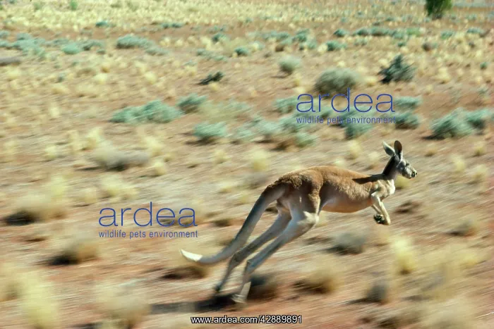 : RED KANGAROO - running : RED KANGAROO - running