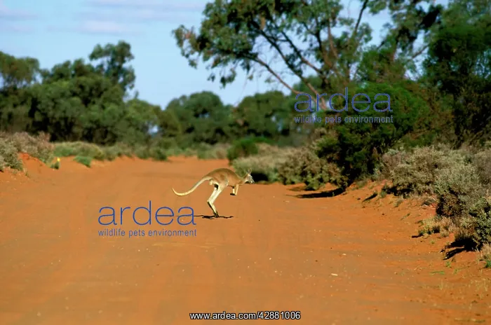 : Red kangaroo - running across dry river bed : Red kangaroo - running across dry river bed