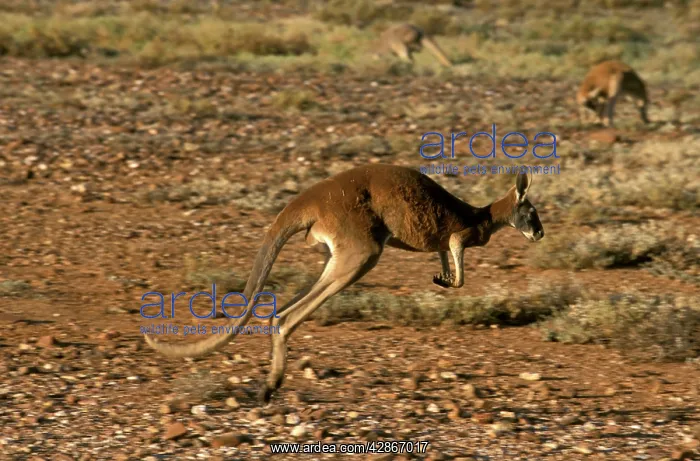 : Red Kangaroo - Running across gibber : Red Kangaroo - Running across gibber