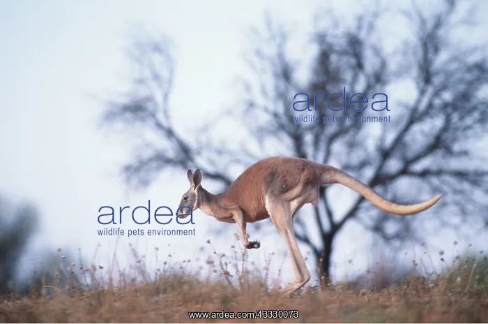 : RED KANGAROO - running / hopping : RED KANGAROO - running / hopping