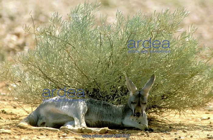 : Red Kangaroo - Sleeping in shade during heat : Red Kangaroo - Sleeping in shade during heat