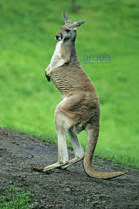 : Red Kangaroo - standing on hind legs, balancing on its tail : Red Kangaroo - standing on hind legs, balancing on its tail