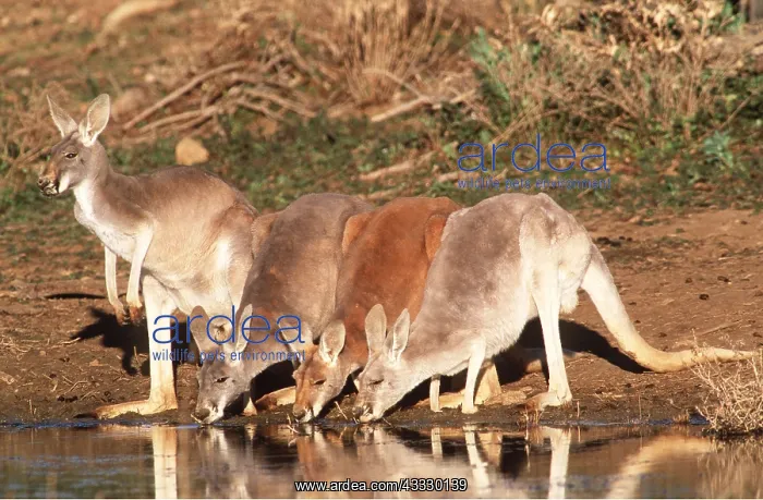 : RED KANGAROO - x four, drinking in dam : RED KANGAROO - x four, drinking in dam