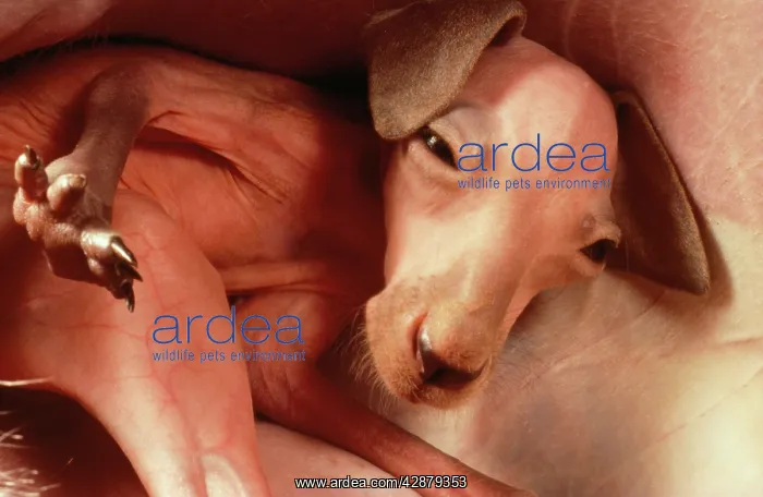 : Red Kangaroo - young detached from teat inside : Red Kangaroo - young detached from teat inside