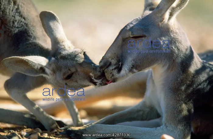 : Red Kangaroo - young drinking saliva from it's : Red Kangaroo - young drinking saliva from it's