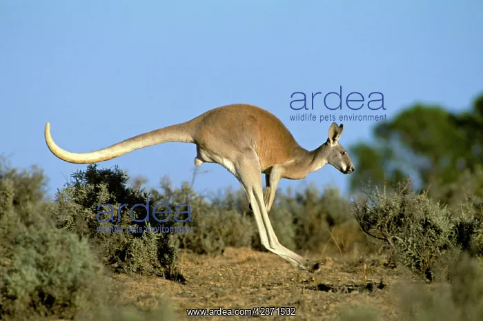 : Red Kangaroo - Young male in locomotion hopping : Red Kangaroo - Young male in locomotion hopping