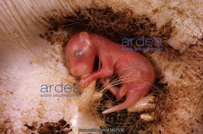 : Red kangaroo - young, about three weeks old, inside : Red kangaroo - young, about three weeks old, inside