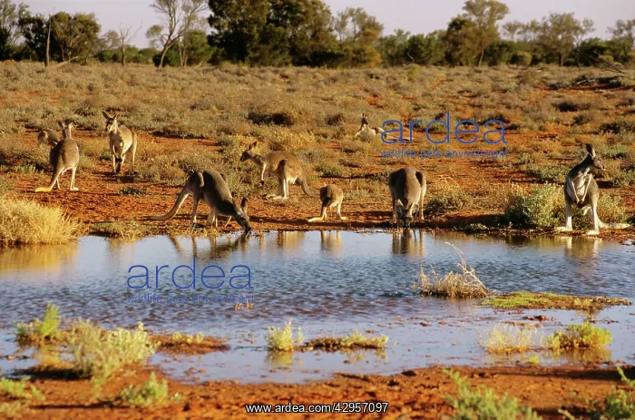 : Red kangaroos - drinking : Red kangaroos - drinking