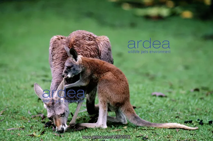 : Red kangaroos - Joey playing with mother : Red kangaroos - Joey playing with mother