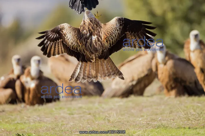 : Red Kite fighting Raven (Corvus corax) at feeding station with Griffon : Red Kite fighting Raven (Corvus corax) at feeding station with Griffon