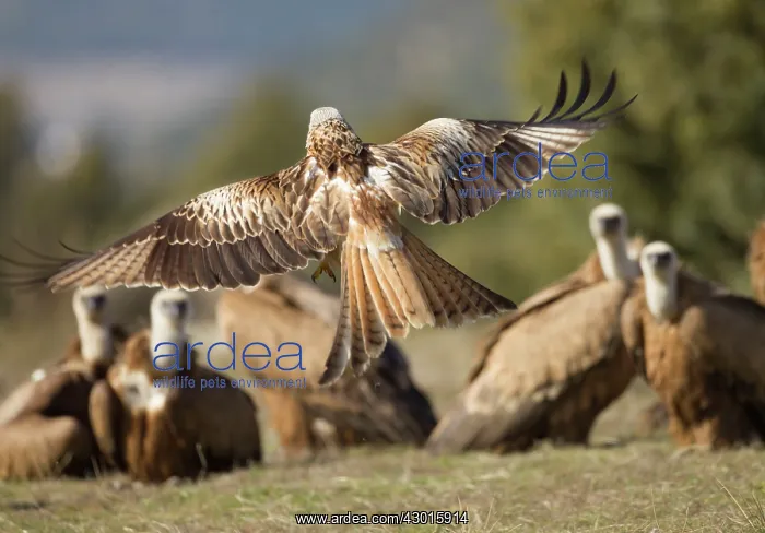 : Red Kite at feeding station with Griffon Vultures in background. Spain : Red Kite at feeding station with Griffon Vultures in background. Spain