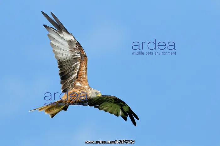  : Red Kite (Milvus milvus) in flight against clear sky