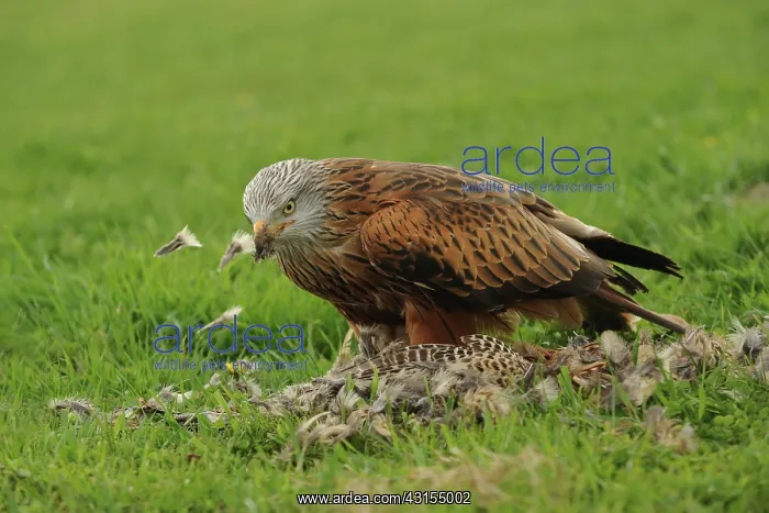 : Red Kite (Milvus milvus) eating Common Pheasant (Phasianus colchicus) : Red Kite (Milvus milvus) eating Common Pheasant (Phasianus colchicus)
