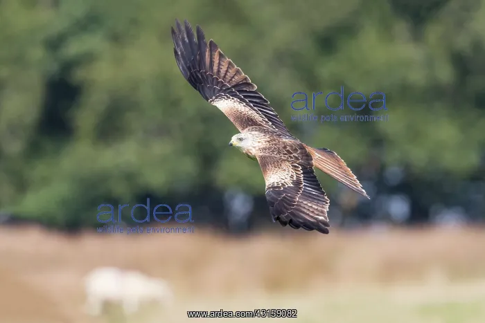 : Red Kite (Milvus milvus) in flight over farmland : Red Kite (Milvus milvus) in flight over farmland