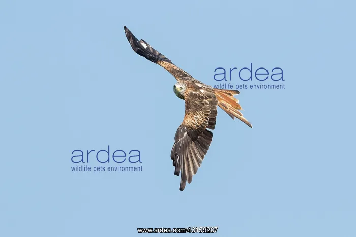 : Red Kite (Milvus milvus) in flight in blue skies : Red Kite (Milvus milvus) in flight in blue skies