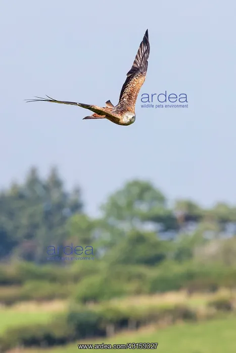 : Red Kite (Milvus milvus) in flight over farmland : Red Kite (Milvus milvus) in flight over farmland